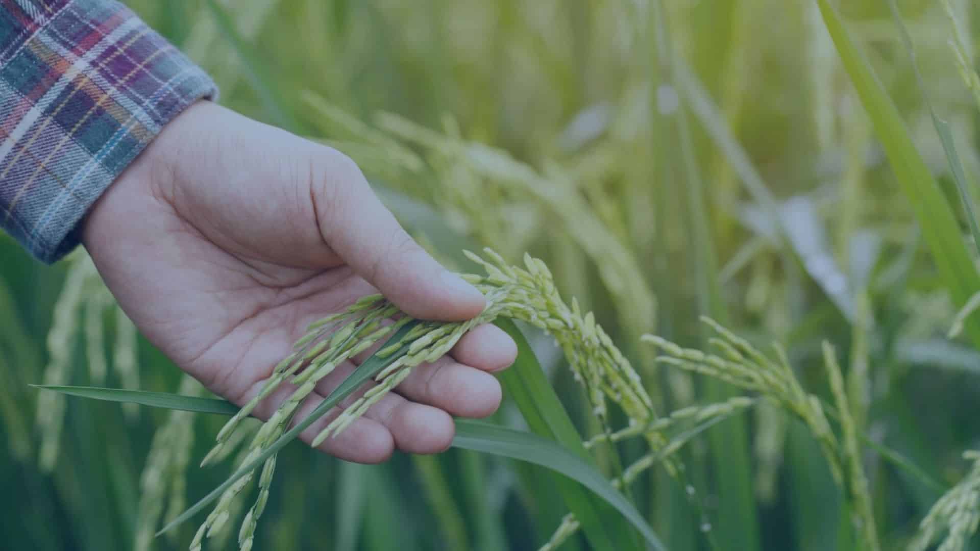 Agricoltore che tocca i chicchi di riso.